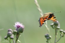 Fliegender Kleiner Fuchs....