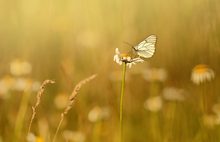 Wiesenschönheit