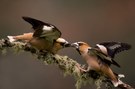 Fighting Hawfinches