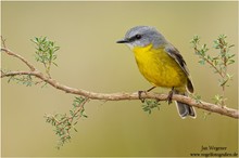 Goldbauchschnäpper (Eopsaltria australis) Eastern Yellow Robin