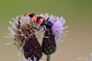 Bienenkäfer - Trichodes apiarius...Balanceakt zwischen zwei Blüten