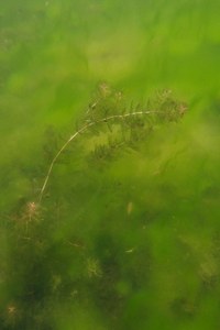 Hornblatt vor Algen