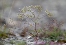 trinia glauca - faserschirm