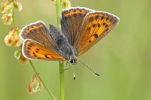 ~ Lycaena hippothoe ~