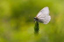 Baumweißling (Aporia crataegi) im Fichtelgebirge