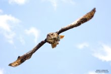 Der Uhu, Bubo Bubo