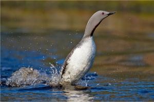 Sterntaucher als Pinguin