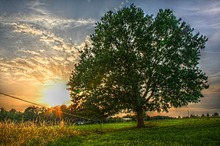 Baum im Sonnenuntergang