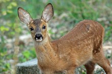 Begegnung im Wald