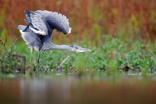 Graureiher (Ardea cinerea)