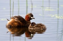 Zwergtaucher mit Küken