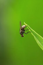 Fliege im Grünen