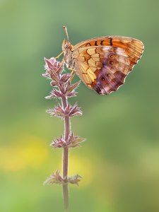 Brombeer-Perlmutterfalter