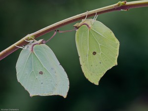 Zitronenfalter: Männlein und Weiblein