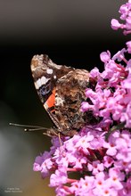 Der Admiral (Vanessa atalanta)....