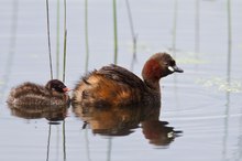 Zwergtaucher mit Küken II