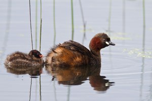 Zwergtaucher mit Küken II