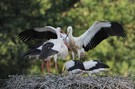 Weissstorch