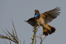 Flieger im Blaumann