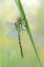 Die  Königslibelle