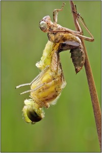 neues leben (Schwarze Heidelibelle)