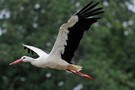 Weissstorch