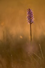 Ein schöner Sommermorgen