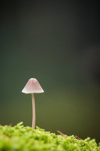 *Ein Pilzlein steht im Walde...*