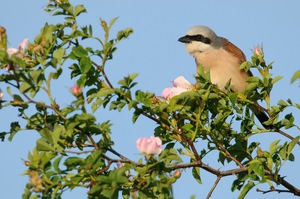 Neuntöter (Lanius collurio)