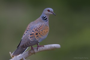 "Streptopelia turtur" oder Turteltaube