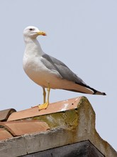 Silbermöwe oder Mittelmeermöwe (?) auf Sardinien