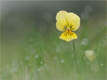 Galmei-Veilchen (Viola calaminaria)  2