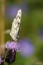 Schachbrettfalter  (Melanargia galathea)..