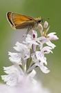 Auf der Orchideenwiese