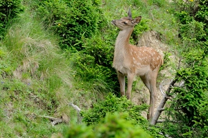 Rothirschkalb