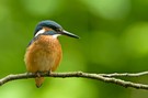 Alcedo Atthis