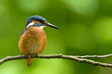 Alcedo Atthis