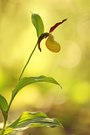 ~ Cypripedium calceolus ~