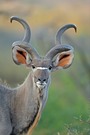 Großer Kudu