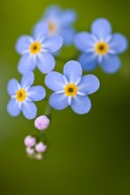 Sumpf-Vergissmeinnicht (Myosotis scorpioides)