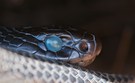 Red-bellied Black Snake