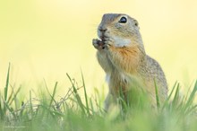 Europäisches Ziesel -spermophilus cittelus