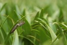 Aeshna viridis Exuvie an Krebsschere