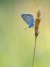 Endlich gefunden. Hauhechel-Bläuling Polyommatus icarus