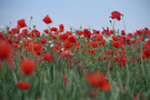 ein ganzes feld
