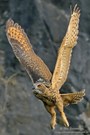 Flugübungen der Junguhus (wildlife, ND)