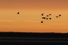 Brachvögel im Abendlicht