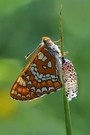 Eschen-Scheckenfalter (Euphydryas maturna)