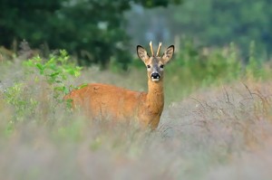 Jährling im Moor