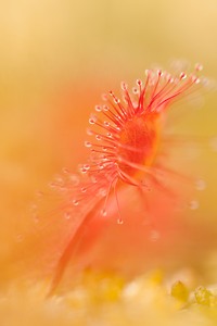 Drosera rotundifolia